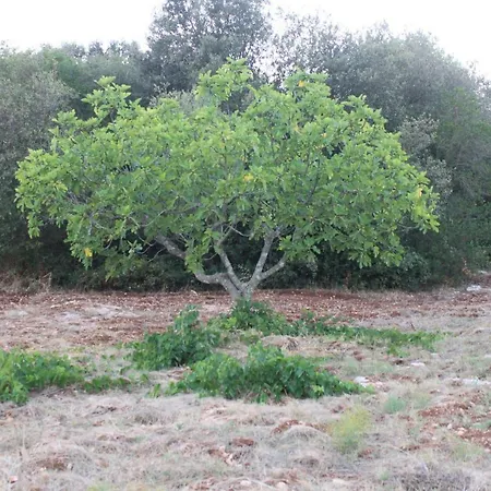 Πανσιόν Il Boschetto 3*